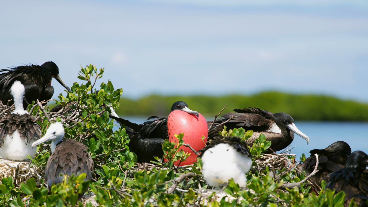 Visit Codrington Lagoon National Park in Barbuda, home to the Caribbean's largest frigatebird colony. 