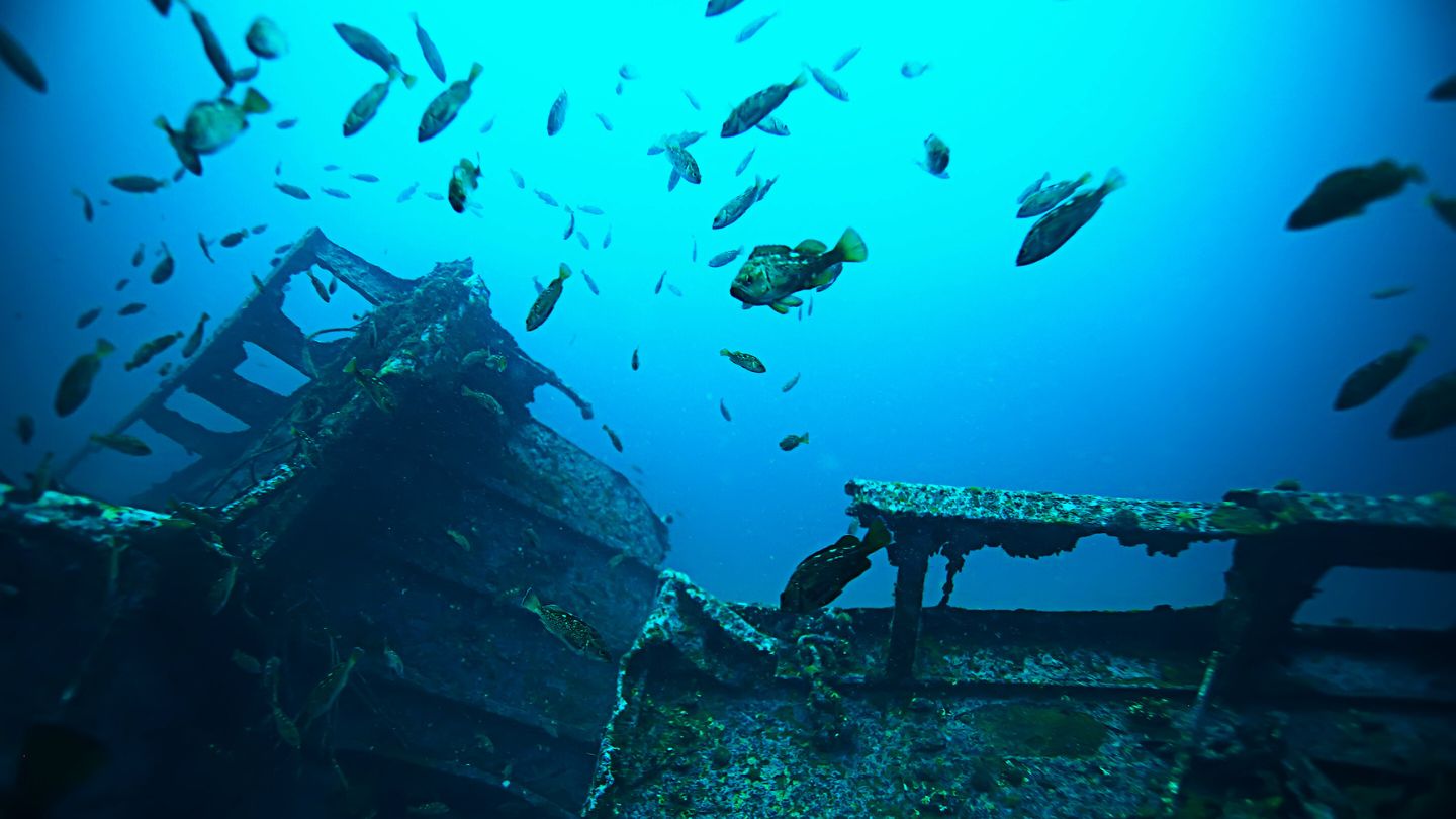 Dive the Windjammer Wreck near Loggerhead Key to explore an underwater marvel within the National Park.