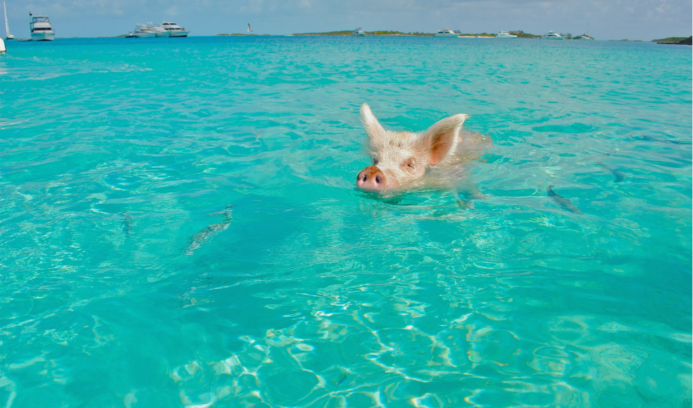 Visit Pig Beach on Big Major Spot in the Exumas to see the famous swimming pigs. Perfect for getting your photo with these (usually) friendly animals.