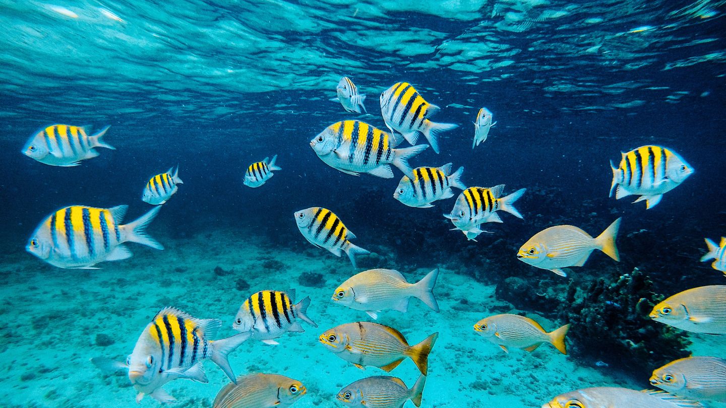 Discover the Sea Aquarium on O'Briens Cay, Exumas. A snorkeling paradise with vibrant marine life, accessible from Cambridge Cay or Bell Island anchorage.
