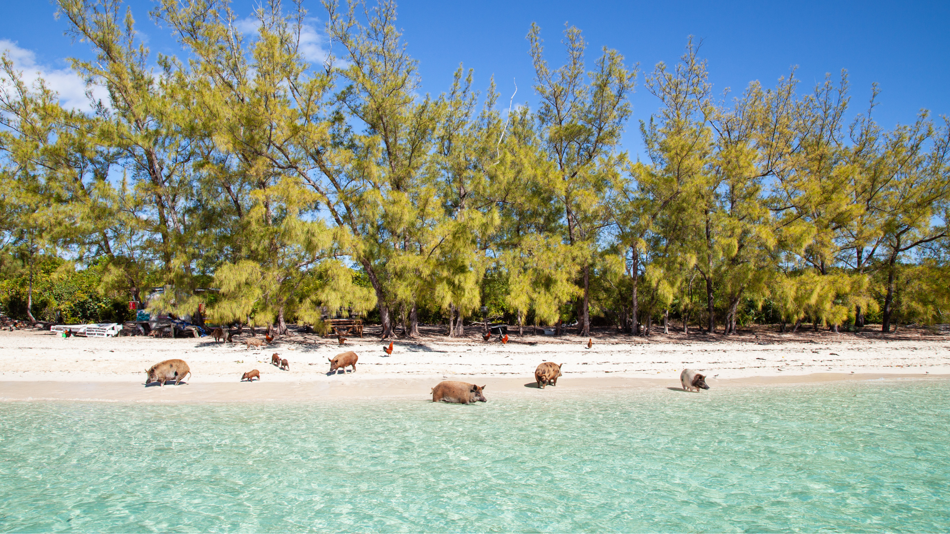Discover No Name Cay, Abaco, Bahamas. Famous for its friendly swimming pigs and picturesque beaches.