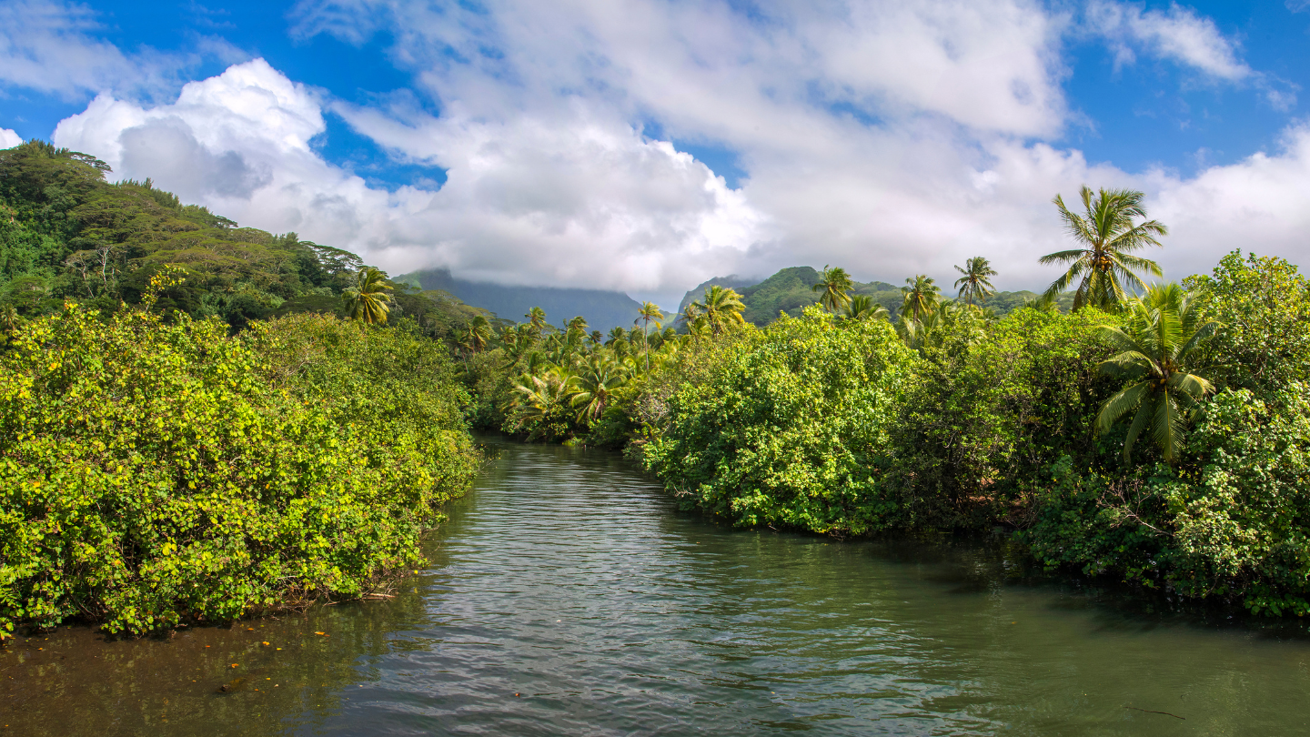 Explore Faaroa River, Raiatea, the only navigable river in French Polynesia, surrounded by lush tropical forest.