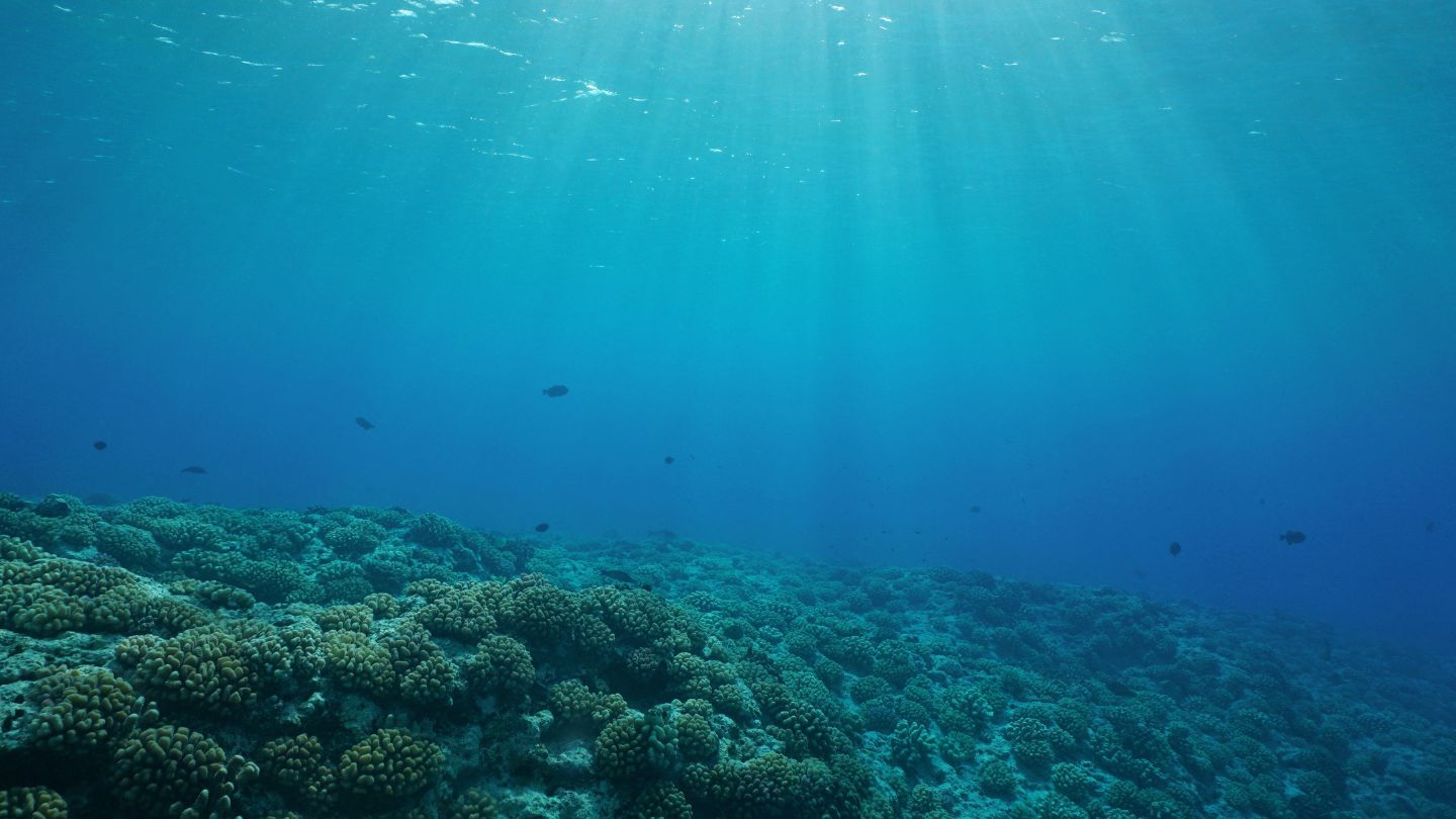 Snorkel in Coral Gardens, Taha’a, a vibrant underwater world with abundant marine life and colorful corals.
