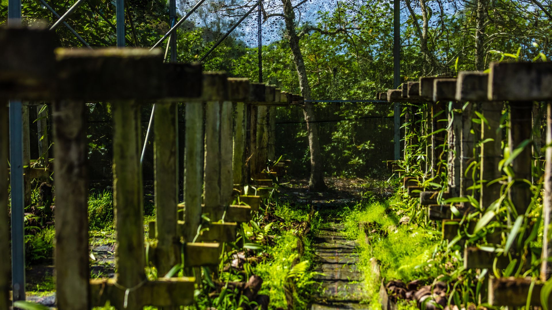 Tour the Vanilla Plantations, Taha’a, to learn about vanilla cultivation and enjoy the island’s fragrant air.