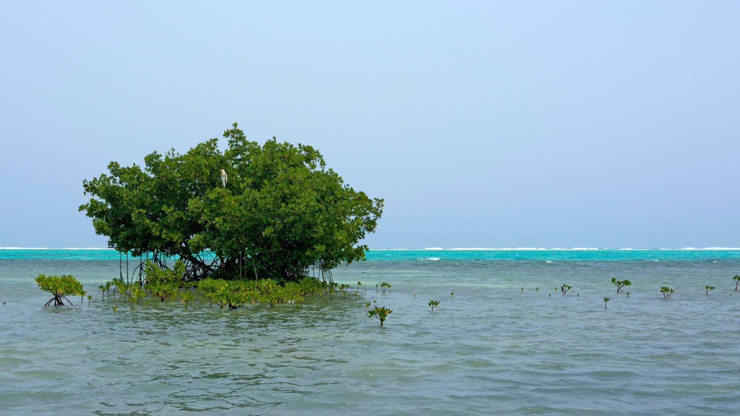 Explore the secluded and scenic Tobacco Range, Belize. Enjoy tranquil anchorages, excellent bonefishing, and serene mangrove islands in this hidden gem.