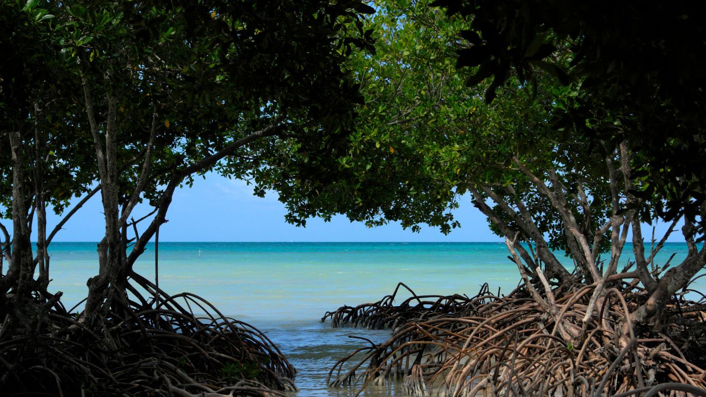 Explore the tranquil Lagoon Caye in Belize, a protected anchorage with vibrant snorkeling and serene mangrove surroundings, perfect for a peaceful retreat.