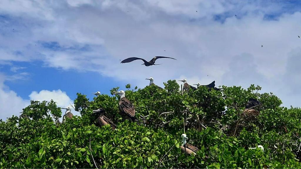 Frigate bird sanctuary at the Codrington Lagoon National Park