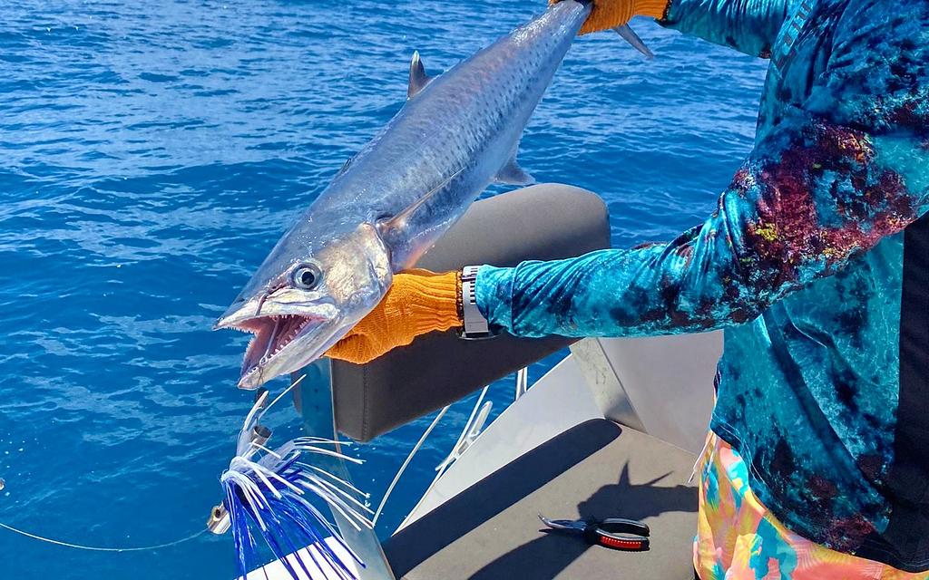 King mackerel caught while trolling with a ballyhoo rig and Ilander lure skirt