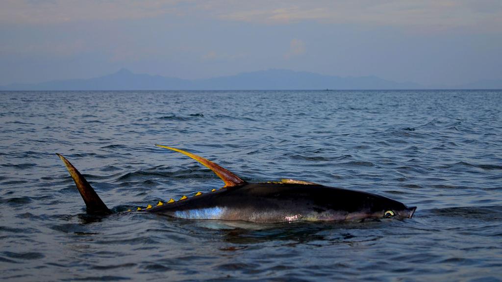Atún aleta amarilla