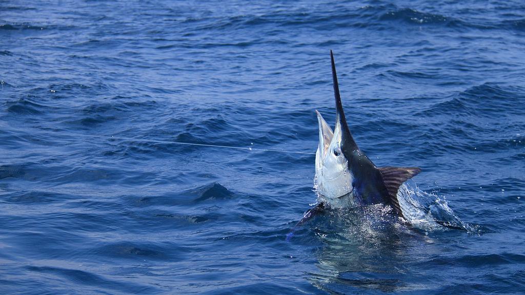 Blue marlin hooked up