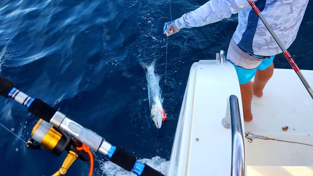 Pescando barracuda