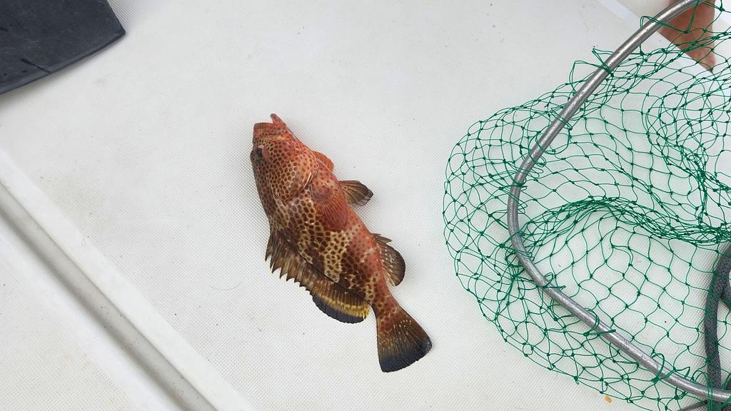 Small grouper we released in Culebra