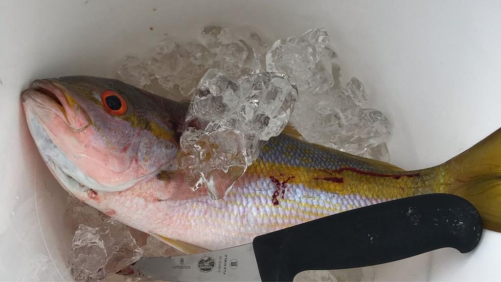 Snapper we caught in the Spanish Virgin Islands