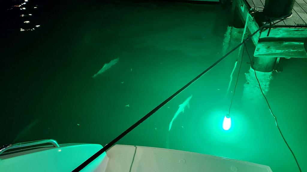Tarpon