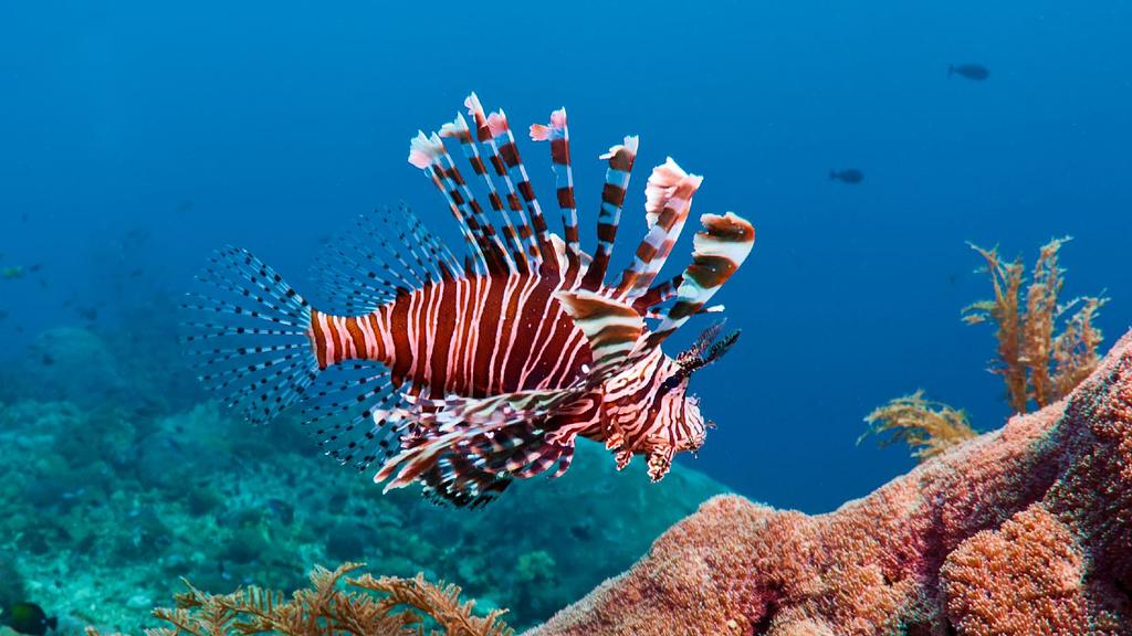 Lionfish on a Carribbean reef