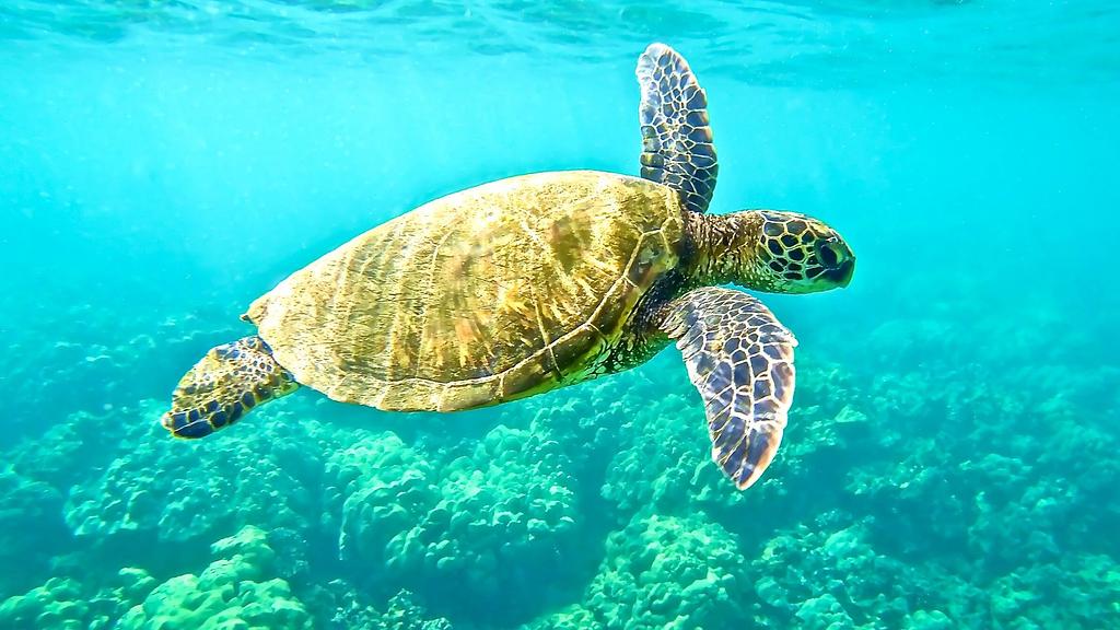 Tortuga