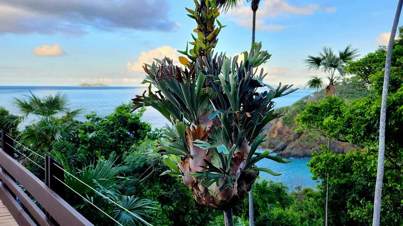 Helecho Cuerno de Alce creciendo en una palmera