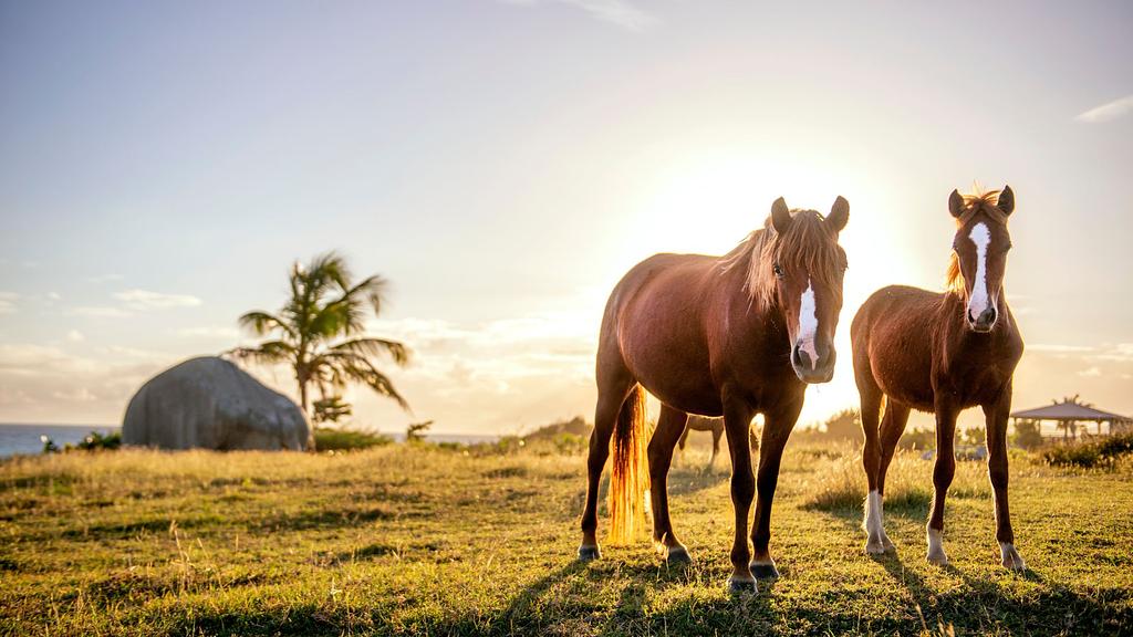 Some of the wild horses of Vieques