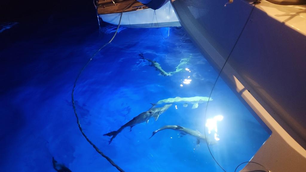 Tarpones debajo del barco de noche
