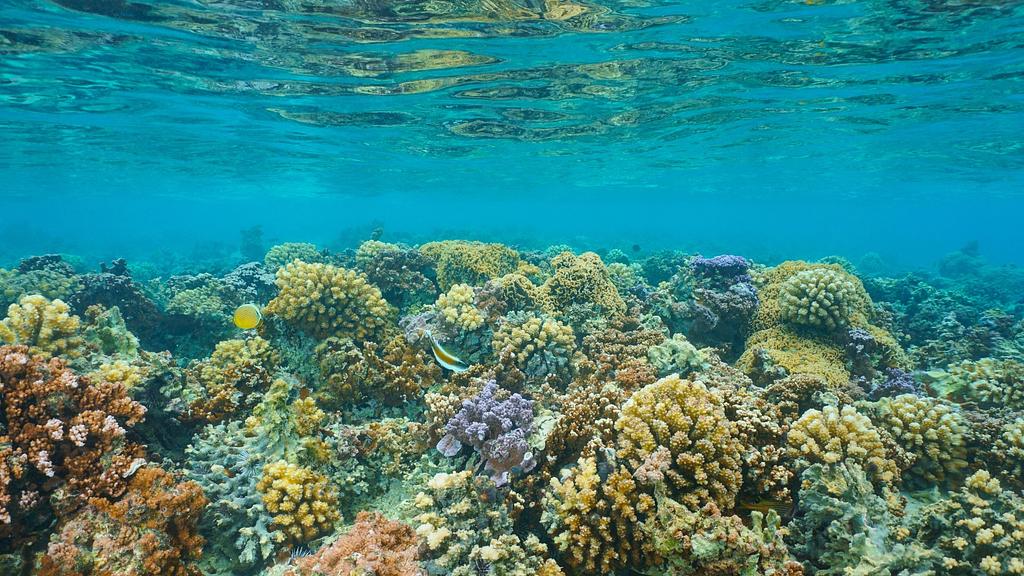 Coral river in Taha'a