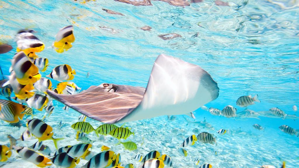 Marine Life