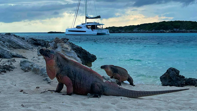 Iguanas at Allan's Cay on our family yacht charter