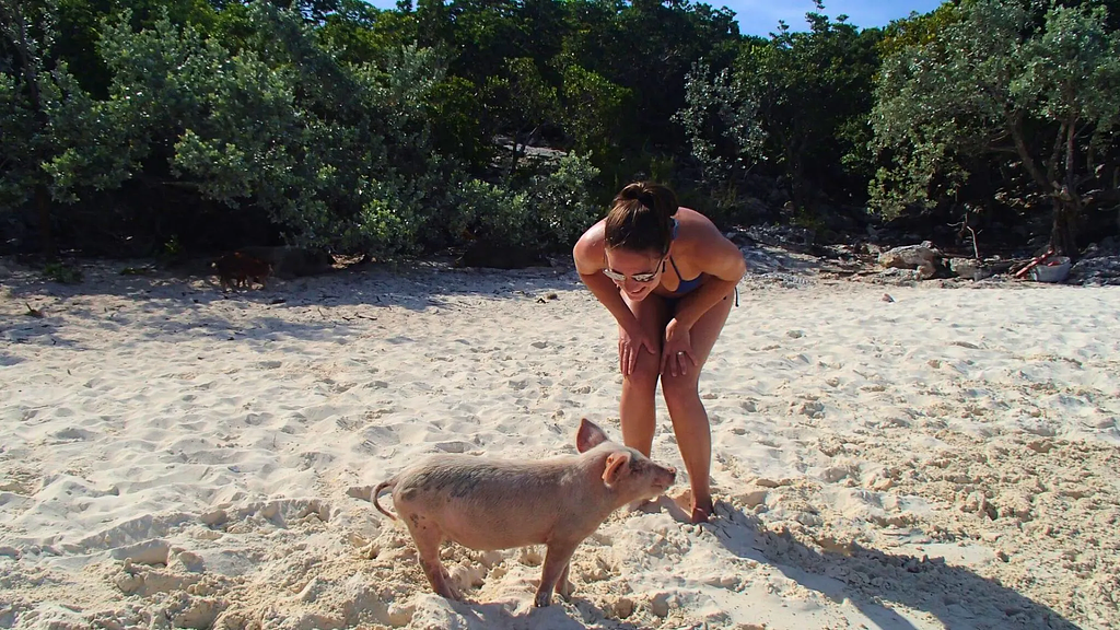 Pig Beach at Big Majors, a must stop for first-timers