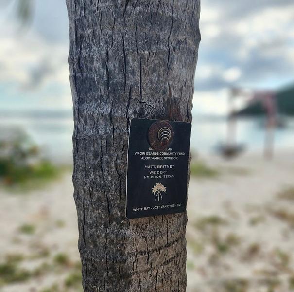 Visitamos nuestro árbol adoptado en White Bay plantado después de Irma - ¡se ve genial!