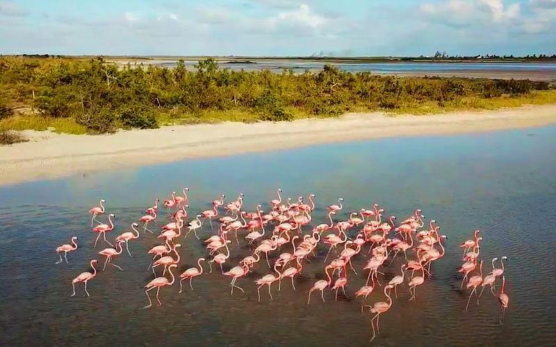 Anegada flamingos | Source: the Moorings