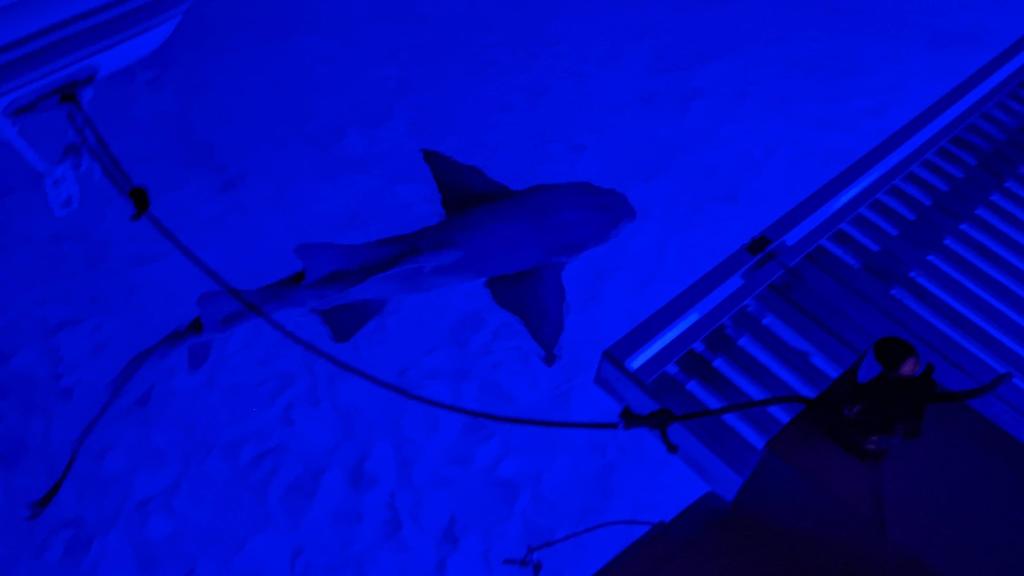 Nurse shark visitor at Compass Cay