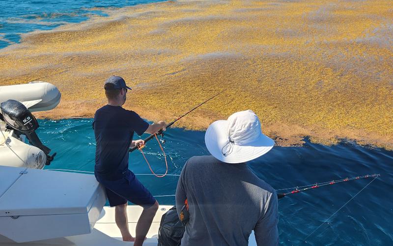 We even tried to jig near the big sargassum patches