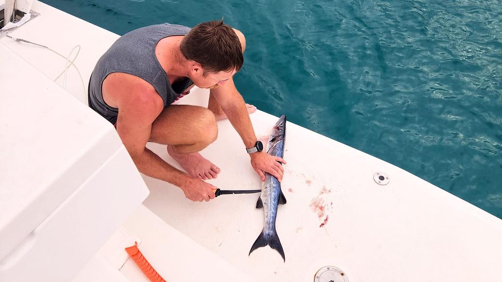 Prepping a barracuda for some bait
