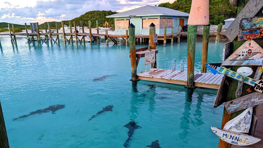 Nurse sharks at the Compass Cay Marina