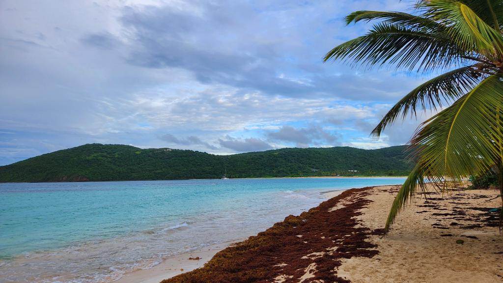 While the Sargassum was heavy on the west side of Flamenco, Culebra, we had clear near where we anchored on the east side