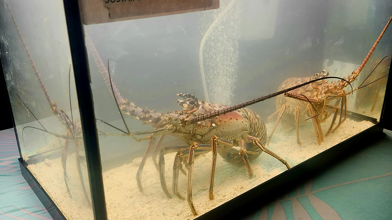 Spiny lobsters - part of a sustainable seafood display