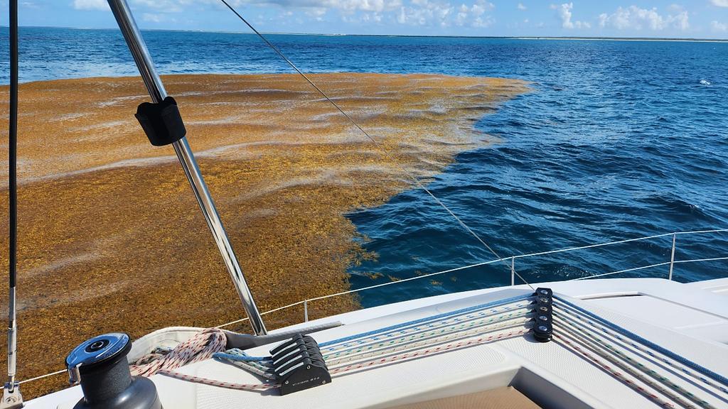 Sailing past large blobs of sargassum between Antigua and Barbuda on our May 2023 charter trip