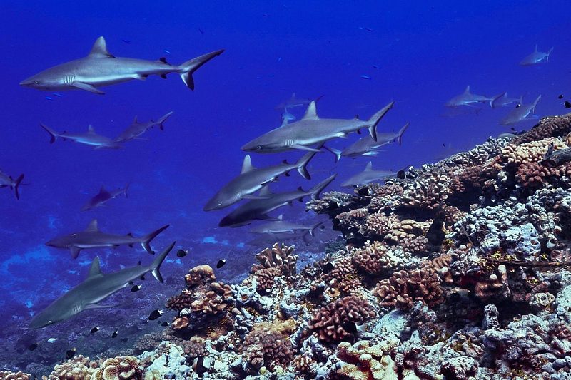 Tuamotus Sailing Itinerary: 10 Days in French Polynesia