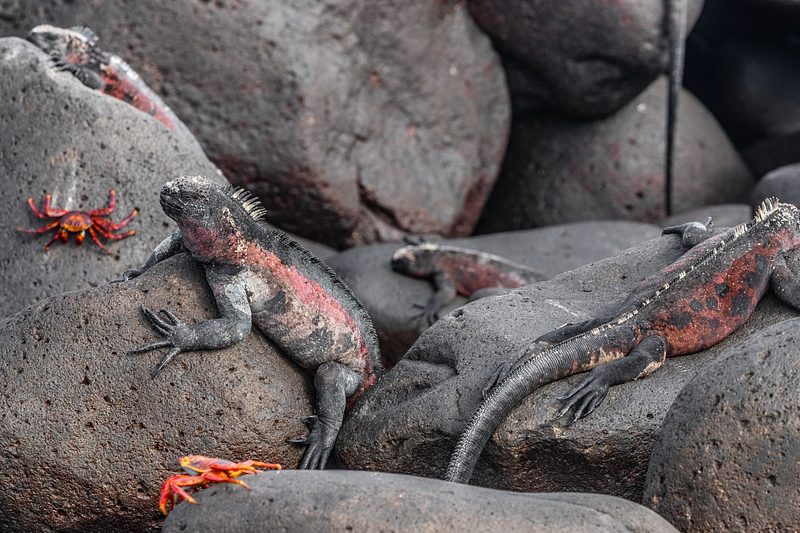 Western Galapagos: 8 Days, Isabela & Fernandina