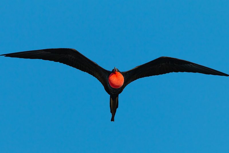 Eastern & Northern Galapagos: 8 Days, Española & Genovesa