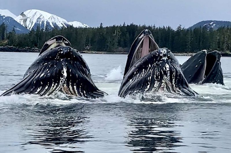 Frederick Sound and Humpback Wildlife Yacht Itinerary